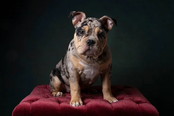 Portrait Cute Old English Bulldog Puppy Looking Camera Bordeaux Red — Stock Photo, Image