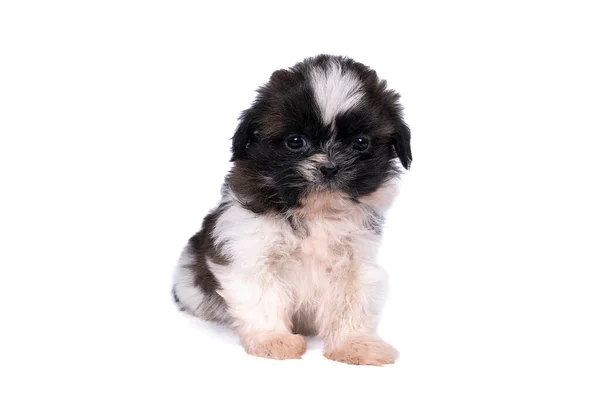 Beyaz Bir Arka Planda Haftalık Bir Shih Tzu Yavrusu Izole — Stok fotoğraf