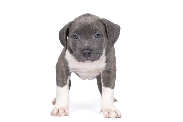 Bully Americano Puro Cachorro Bulldog Com Pêlo Azul Branco Isolado — Fotografia de Stock