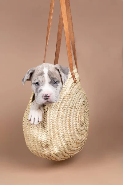 Cucciolo Bullo Bulldog Americano Razza Pura Con Pelliccia Blu Bianca — Foto Stock