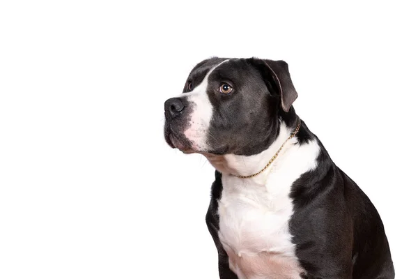 Retrato Cabeza Una Mujer Bully Bulldog Estadounidense Raza Pura Con — Foto de Stock