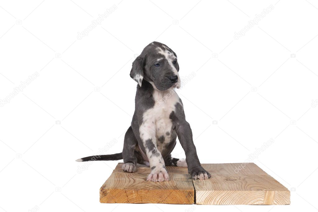 A puppy of the Great Dane or German Dog, largest dog breed in the world, Harlequin fur, white and black spots, sitting isolated in white