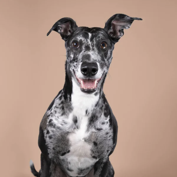 黒灰色と白のライラーのスタジオショットは ベージュの背景に混合された灰色の猟犬または鞭です — ストック写真