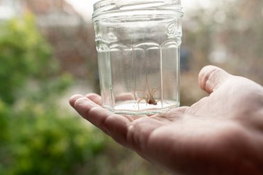Büyük, karanlık bir ev örümceğini cam bir kavanozda bir ev evinde insan elinde tutarken yakaladım.