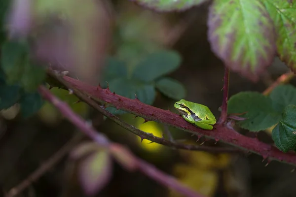 Evropská Stromová Žába Odpočívající Zeleném Ostružinovém Listu Zeleným Pozadím — Stock fotografie