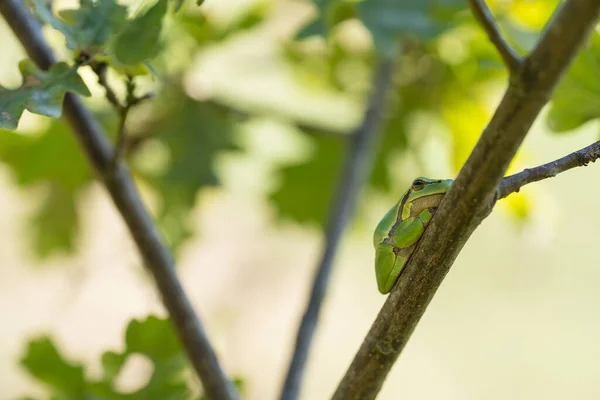 Европейская Древесная Лягушка Отдыхает Зеленом Листке Ежевики Зеленом Фоне — стоковое фото
