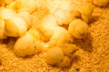 Tavuk kümesinde bir grup genç tavuk sıcak bir lambanın altında talaş tozuyla