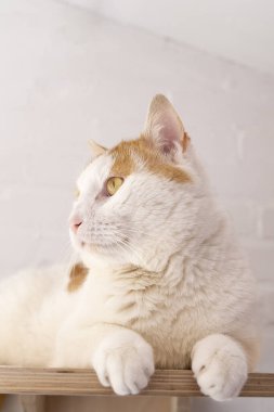 Beyaz ve kızıl bir kedi, beyaz bir odada rafta oturuyor.