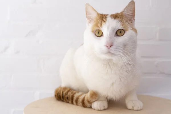 Gato Branco Gengibre Sentado Uma Prateleira Uma Sala Branca — Fotografia de Stock