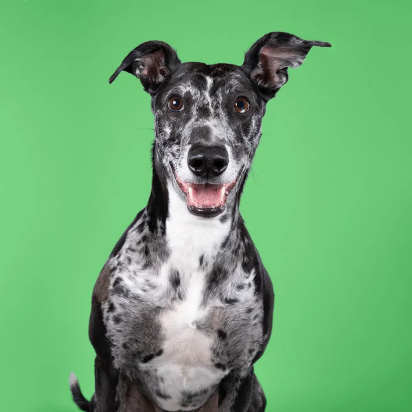 Studioshot Lurcher Cinza Branco Preto Tipo Sighthound Que Galgo Misto — Fotografia de Stock