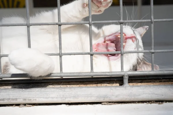 Vit Och Grå Katt Njuter Solen Som Flämtar Och Gäspar — Stockfoto