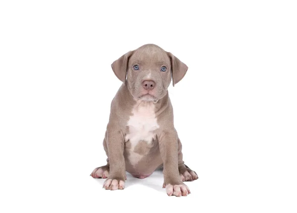 Bully Americano Puro Cachorro Bulldog Com Pêlo Azul Branco Sentado — Fotografia de Stock