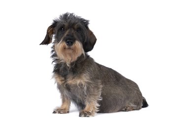 Beyaz arka planda izole edilmiş, uzun saçlı, hamile, uzun saçlı, tel saçlı bir Dachshund köpeğinin yakın çekimi.