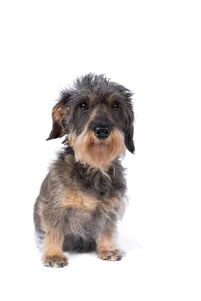 白い背景に隔離された二色の髪の毛の線毛のダックスフンド犬の閉鎖 — ストック写真