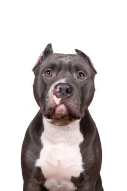 Safkan bir Amerikan kabadayısı ya da beyaz bir arka planda kesilmiş kulaklı bir Bulldog erkeği portresi.