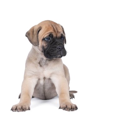 Beyaz bir arka planda izole edilmiş boğa mastiff köpek yavrusu.