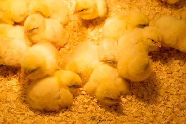 Группа Молодых Цыплят Курятнике Теплой Лампой Опилках — стоковое фото