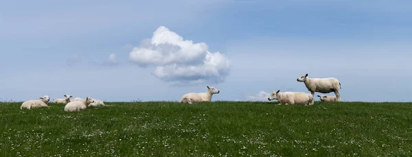 可爱的小羊羔和羊群躺在阳光下新鲜的春绿草地上的堤坝上 — 图库照片