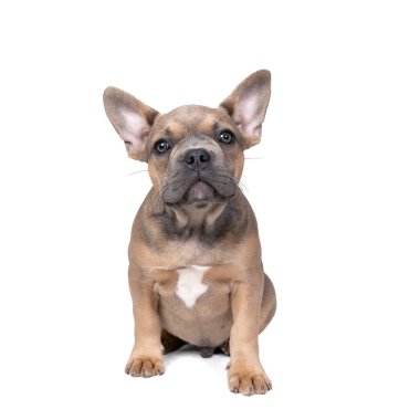 İzole edilmiş beyaz arka planda oturan sevimli bir Fransız buldog yavrusunun fotokopi alanı olan kameraya bakarken bir stüdyo resmi.