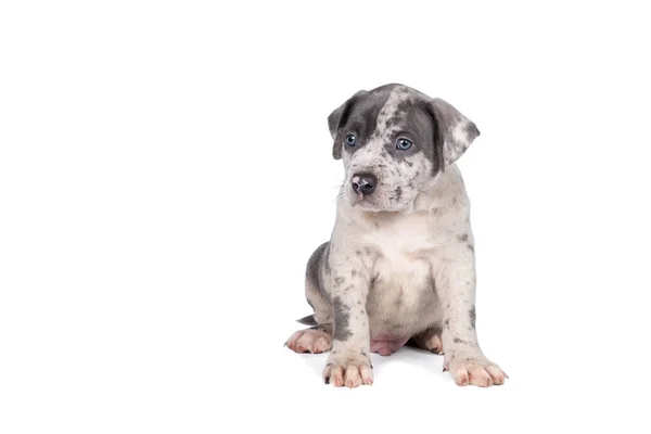 Bully Americano Puro Cachorro Bulldog Com Pêlo Azul Branco Sentado — Fotografia de Stock