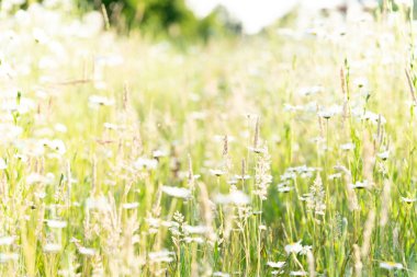 Bir sürü papatya çiçeğiyle dolu bir tarla. Yumuşak, alevli ve sığ bir çayırda.