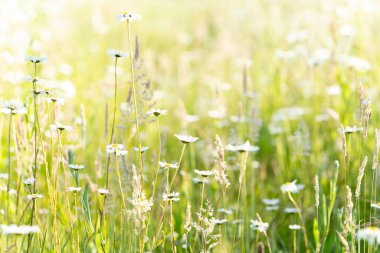 Bir sürü papatya çiçeğiyle dolu bir tarla. Yumuşak, alevli ve sığ bir çayırda.