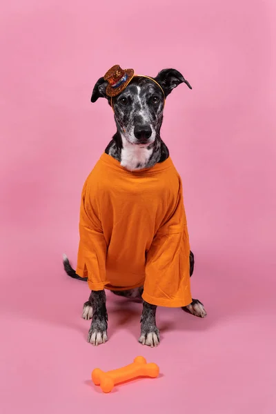 Lurcher Dog Supports Dutch Soccer Football Team Orange Shirt Attributes — Stock Photo, Image