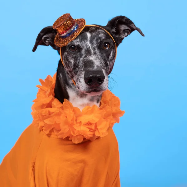 Lurcher Dog Supports Dutch Soccer Football Team Orange Shirt Attributes — Stock Photo, Image