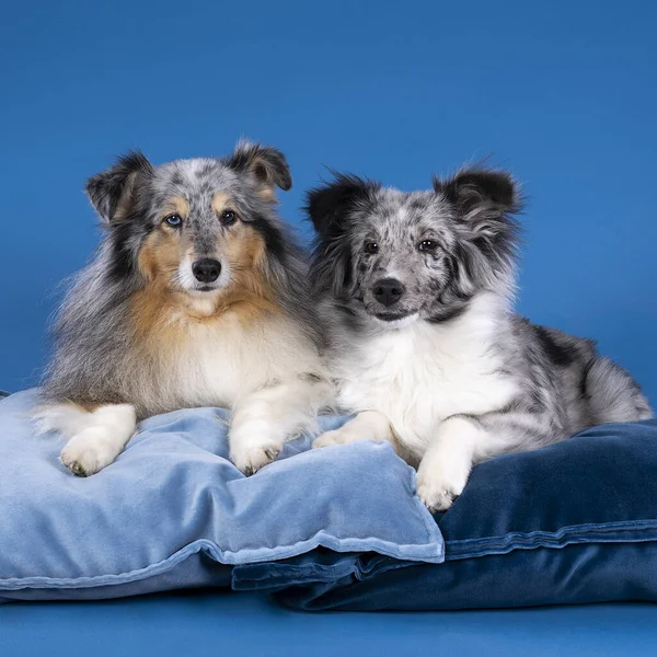 Dois Cães Pastores Shetland Bonito Adulto Filhote Cachorro Deitado Uma — Fotografia de Stock