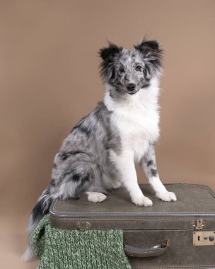 Bej bir arka planda bir bavula oturmuş şirin bir çoban köpeği.