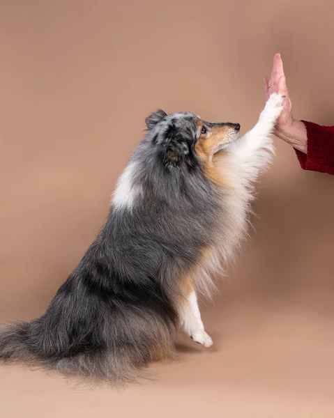 一只可爱的小牧羊犬坐在柳条筐里 蓝色的钩针和蓝色的背景交织在一起 — 图库照片