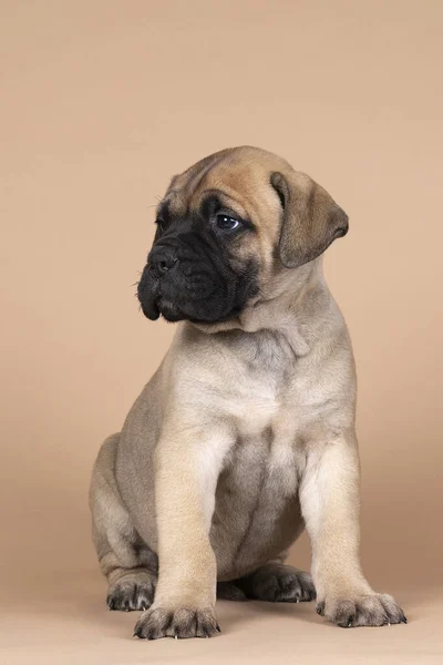 Bull Mastiff Dog Puppy Isolated Beige Background — Stock Photo, Image