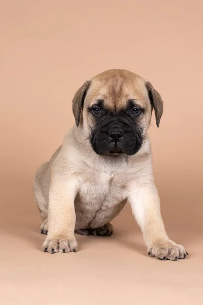 Een Stier Mastiff Hond Puppy Geïsoleerd Een Beige Achtergrond — Stockfoto