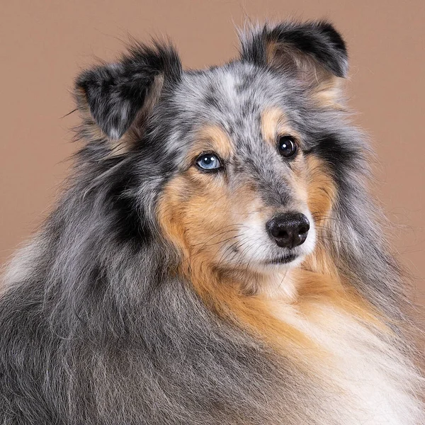 Cão Pastor Bonito Shetland Que Senta Fundo Bege — Fotografia de Stock