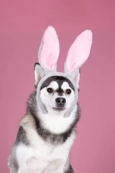 Cão Pomsky Raça Mista Bonito Sentado Fundo Rosa Com Orelhas — Fotografia de Stock