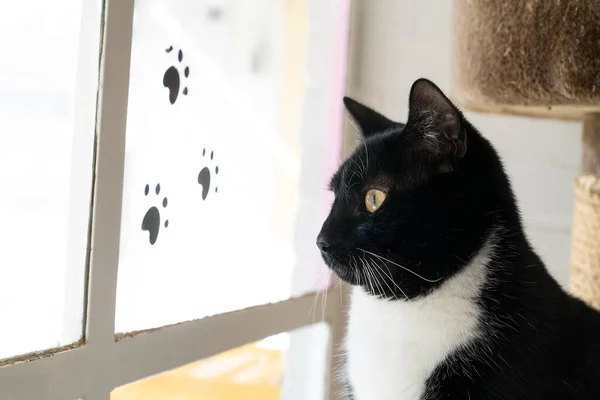 Μια Ασπρόμαυρη Γάτα Χύνεται Μπροστά Από Ένα Παράθυρο Κοιτάζοντας Έξω — Φωτογραφία Αρχείου