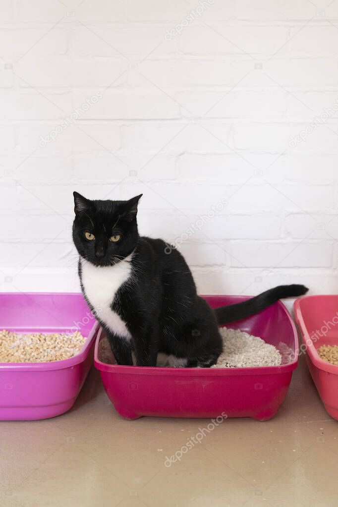 A black and white cat sitting on a litter tray in a white room
