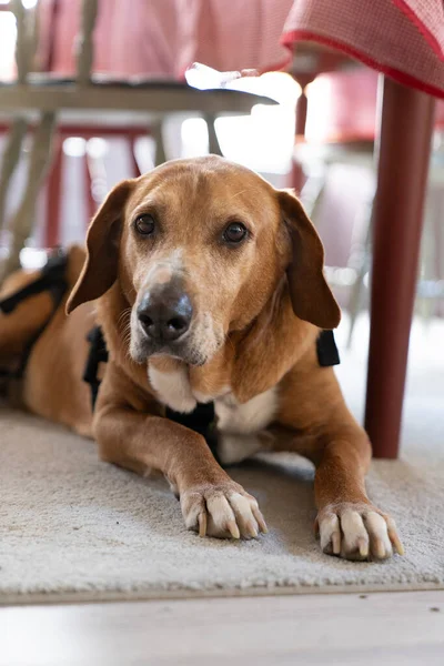 Gözlerinde Burnunda Beyaz Tüyler Olan Yaşlı Bir Köpeğin Portresi Yemek — Stok fotoğraf