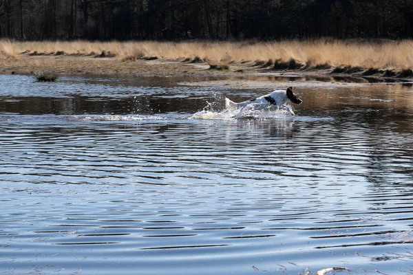 Perro Gusta Correr Agua Nadar Estanque Área Natural Actividades Activas — Foto de Stock