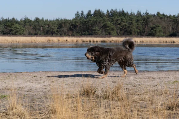 Pies Lubi Biegać Wodzie Pływać Stawie Obszarze Naturalnym Aktywne Zwierzęta — Zdjęcie stockowe