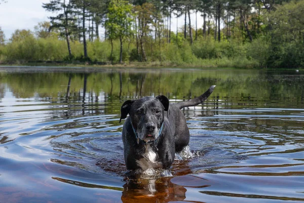 Dog Enjoys Running Water Swimming Pond Natural Area Active Pets — Stock Photo, Image