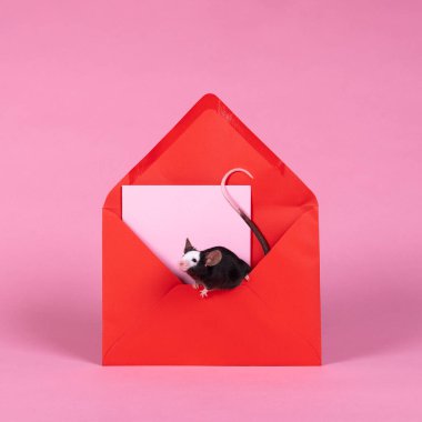 Pembe ve kırmızı renkli açık bir zarfın üzerinde oturan küçük siyah buford faresi.