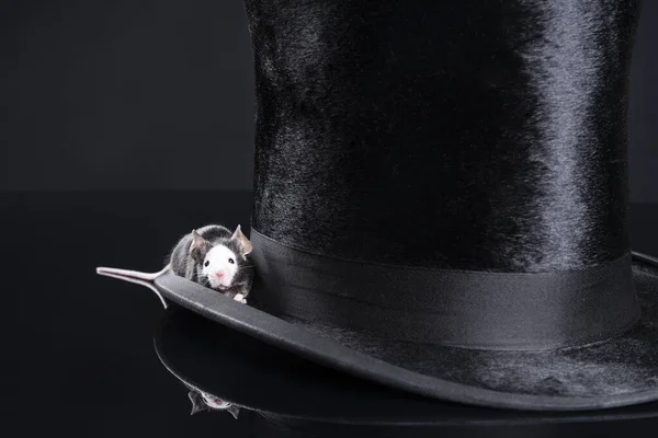 Kleine Schwarze Hereford Maus Sitzt Auf Einem Stylischen Schwarzen Zylinder — Stockfoto