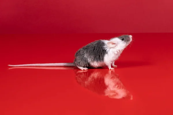 Kleine Graue Und Weiße Hausmaus Roter Umgebung Mit Spiegelung — Stockfoto