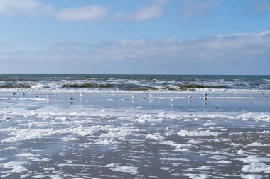 Martılar ve kum çullukları sahilde deniz ve deniz köpüğü ile birlikte yürüyorlar.