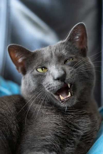 Gato Azul Ruso Gris Perezoso Acostado Coche Con Boca Abierta — Foto de Stock