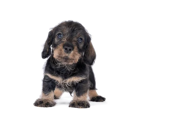 Closeup Colored Wire Haired Dachshund Dog Puppy Isolated White Background — Stock Photo, Image