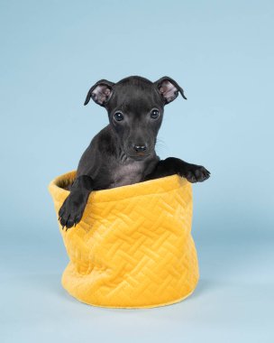 Siyah İtalyan tazı yavrusu mavi arka planda sarı bir sepette oturuyor.