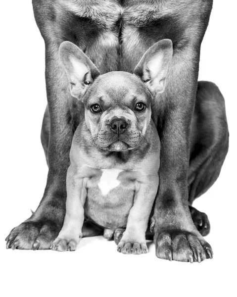 Estudio Blanco Negro Plano Adorable Bulldog Francés Sentado Sobre Fondo —  Fotos de Stock