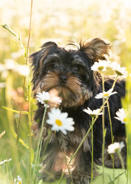 Cachorrinho Terrier Little Yorkshire Campo Ensolarado Flores Margarida — Fotografia de Stock